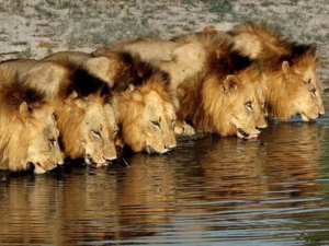 Pembury Tours - Blog - The Mapogo Lions of the Sabi Sands