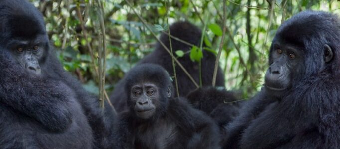 Gorillas