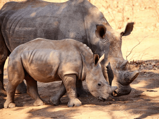 Pembury Tours - Mosi-Oa-Tunya National Park - Victoria Falls - Zambia - Game Drive - Game Viewing - Big Five - Rhino Walk