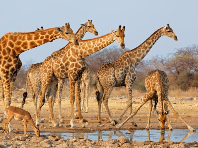 Pembury Tours - Namibia - Etosha safari - giraffe