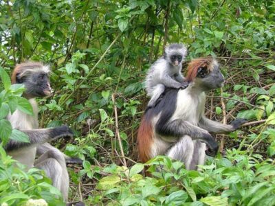 Pembury Tours - East Africa - Indian Ocean Islands - Zanzibar - wildlife - Jozani Bay National Park - Colobus Monkeys