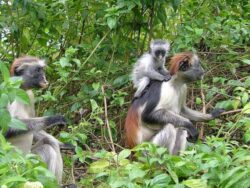 Pembury Tours - East Africa - Indian Ocean Islands - Zanzibar - wildlife - Jozani Bay National Park - Colobus Monkeys