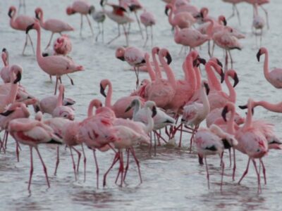 Pembury Tours - Tanzania - Lake Manyara - Birding - Birdlife - Game Drives - Game Viewing - Flamingo