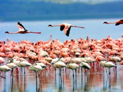 Pembury Tours - East Africa - Tanzania - Lake Manyara - flamingoes