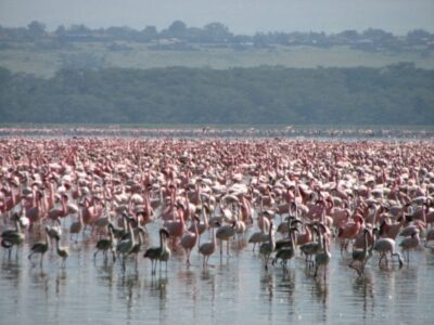 Pembury Tours - East Africa - Tanzania - Lake Manyara - massed flamingoes