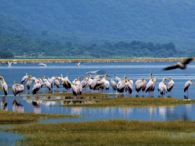 Pembury Tours - East Africa - Tanzania - Lake Manyara - spoonbills