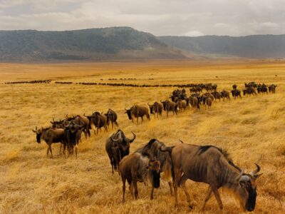 Pembury Tours - East Africa - Tanzania - Serengeti - safari - migration - line of wildebeest