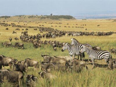 Pembury Tours - East Africa - Tanzania - Serengeti - migration - wildebeest and zebra -
