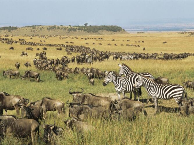Pembury Tours - East Africa - Tanzania - Serengeti - migration - wildebeest and zebra -