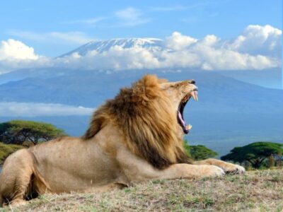 Pembury Tours - Kenya - Amboseli National Park - Big Five - Lion