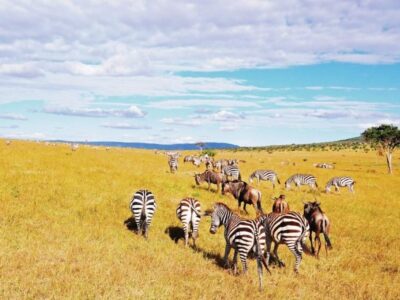 Massai Mara