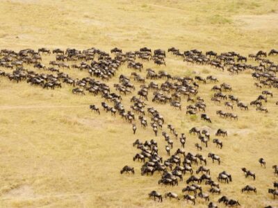 Aerial view of migrating wildebeest (Connochaetes taurinus) from a balloon, Masai Mara National Reserve, Kenya, Africa. August 2009