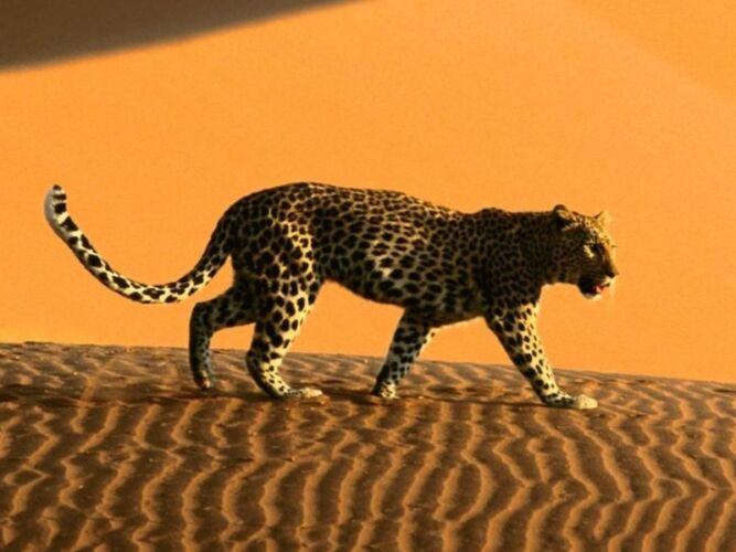 Pembury Tours - &Beyond Sossusvlei Desert Lodge - Namibia - Game Drive - Leopard