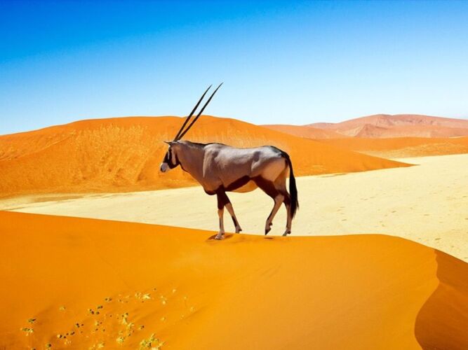 Pembury Tours - Sossusvlei Desert Lodge - Game Drives - Oryx