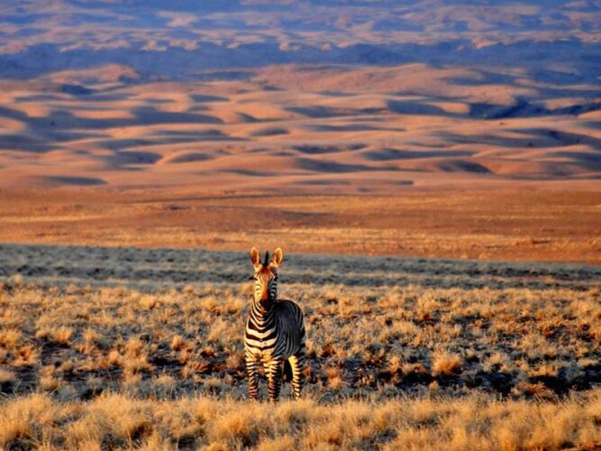 Pembury Tours - Sossusvlei Desert Lodge - Game Drives - Zebra