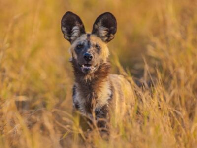 Pembury Tours - Okavango Delta - Game Viewing - Game Drives - Wild Dog