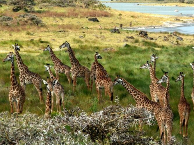 Pembury Tours - Arusha National Park - Tanzania - Game Viewing - Game Drive - Giraffe