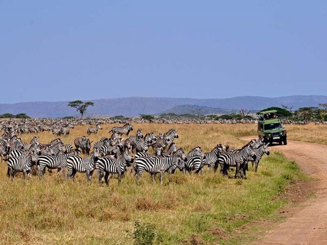 Pembury Tours - Arusha National Park - Tanzania - Game Viewing - Game Drive - Zebra