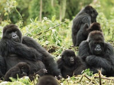Pembury Tours - Volcanoes National Park - Rwanda - Activities - Gorilla Trekking 3