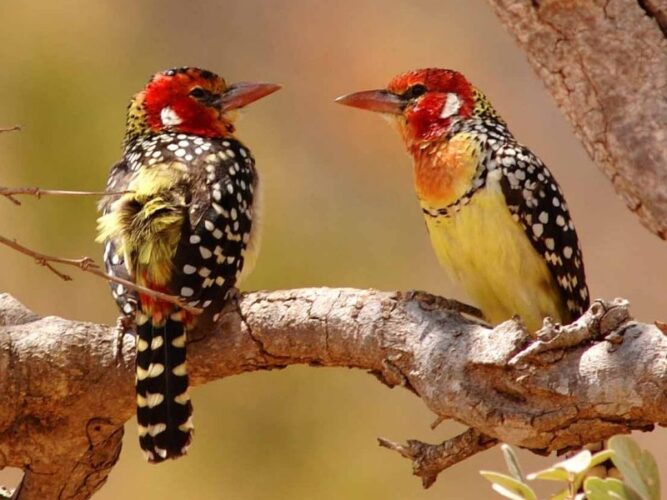 Pembury Tours - Tanzania - Tarangire National Park - Game Drives - Game Viewing - Bird Viewing - Birdlife - Yellow & Red Barbet