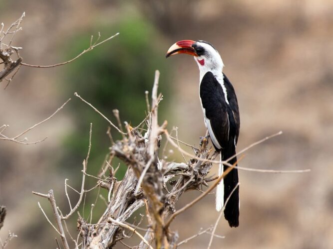 Pembury Tours - Tanzania - Tarangire National Park - Game Drives - Game Viewing - Bird Viewing - Birdlife - Von der Decken's Hornbill