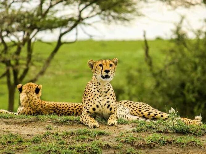 Pembury Tours - Tarangire National Park - Tanzania - Game Viewing - Game Drives - Cheetah