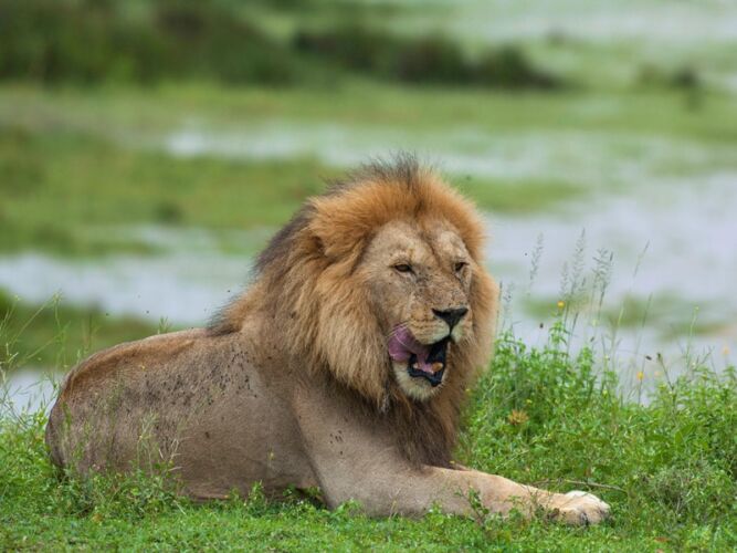 Pembury Tours - Tarangire National Park - Tanzania - Game Viewing - Game Drives - Big 5 - Lion