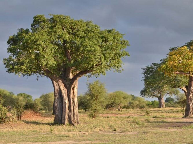 Pembury Tours - Tarangire National Park - Tanzania - Game Viewing - Game Drives - Baobab