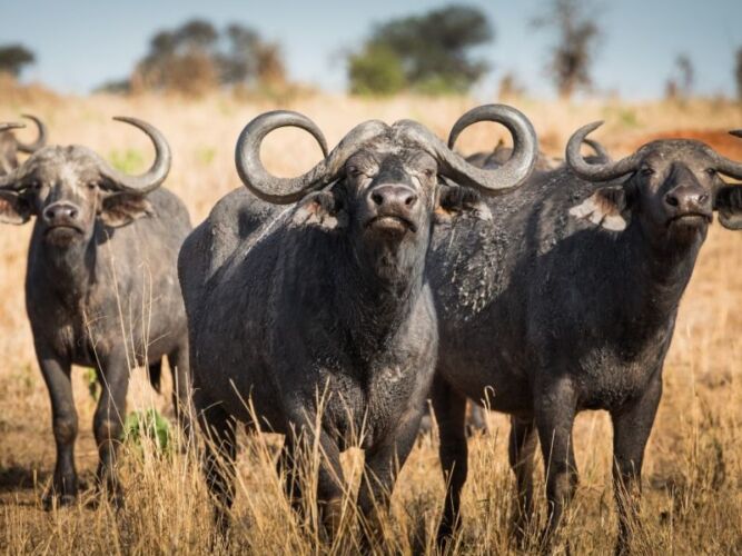 Pembury Tours - Tarangire National Park - Tanzania - Game Viewing - Game Drives - Big 5 - Buffalo