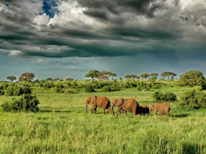 Pembury Tours - Tarangire National Park - Tanzania - Game Viewing - Game Drives - Big 5 - Elephant 3
