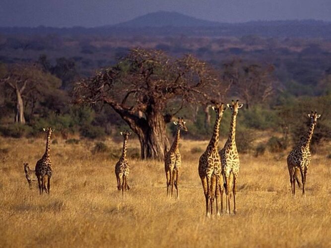 Pembury Tours - Tarangire National Park - Tanzania - Game Viewing - Game Drives - Giraffe