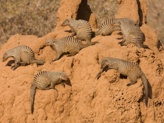 Pembury Tours - Tarangire National Park - Tanzania - Game Viewing - Game Drives - Mongoose