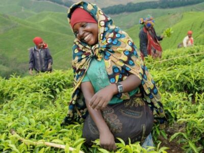 Pembury Tours - Nyungwe Top View Hill Hotel - Nyungwe National Park - Rwanda - Activities - Tea Plantation Walk