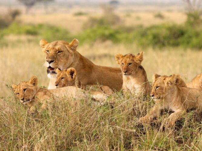 Pembury Tours - Okavango Delta - Game Viewing - Game Drives - Lion