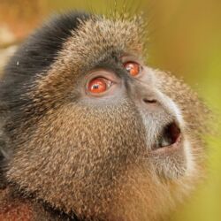 Pembury Tours - Volcanoes National Park - Rwanda - Activities - Golden Monkey Trek 3