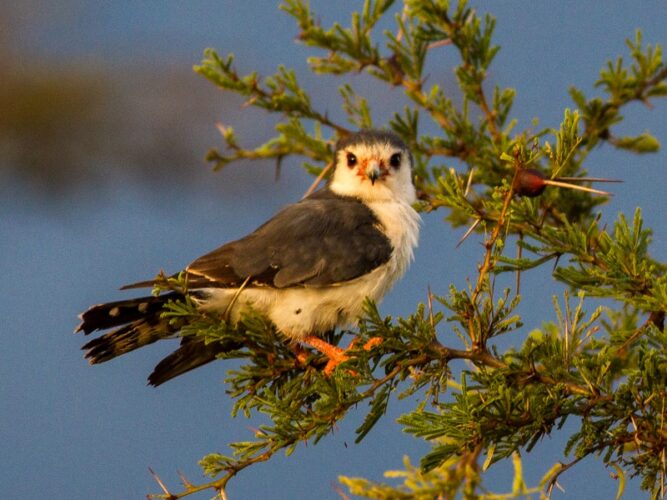 Pembury Tours - Tanzania - Tarangire National Park - Game Drives - Game Viewing - Bird Viewing - Birdlife - Pygmy Falcon