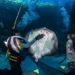 Pembury Tours - Two Oceans Aquarium - Cape Town - V&A Waterfront
