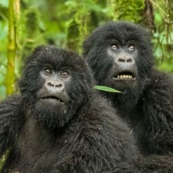 Volcanoes National Park - Rwanda - Activities - Gorilla Trekking 4
