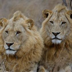 Pembury Tours - Timbavati Game Reserve - Kruger National Park - Game Viewing - Big 5 - Lions