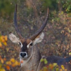 Pembury Tours - Timbavati Game Reserve - Kruger National Park - Game Viewing - Waterbuck