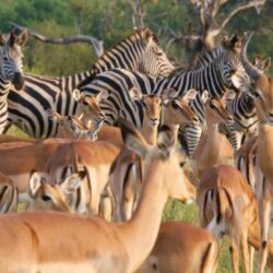 Pembury Tours - Timbavati Game Reserve - Kruger National Park - Game Viewing - Zebra & Impala