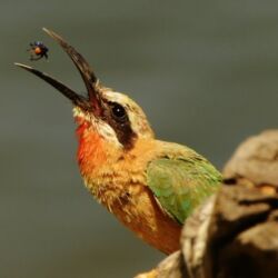 Pembury Tours - Botswana - Chobe National Park - Game Drives - Game Viewing - Birdlife - Birding - White Fronted Bee-Eater