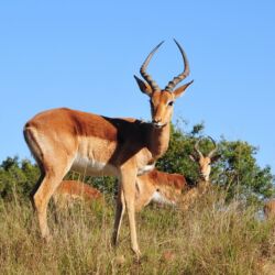 Pembury Tours - Lalibela Game Reserve - Eastern Cape - Malaria Free - Game Viewing - Game Drives - Big Five - Impala
