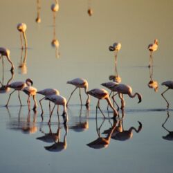 Pembury Tours - Namutoni Resort & Okaukuejo Resort - Etosha National Park - Game Drive - Game Viewing - Birdlife - Flamingo