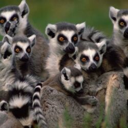 Pembury Tours - The Crags Wildlife Experiences - Monkey Land - Plettenberg Bay - Garden Route - Activities