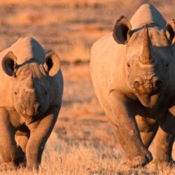 Pembury Tours - Namutoni Resort & Okaukuejo Resort - Etosha National Park - Game Drive - Game Viewing - Black Rhino
