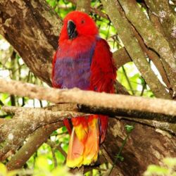 Pembury Tours - The Crags Wildlife Experiences - Birds of Eden Bird Sanctuary - Plettenberg Bay - Garden Route - Activities