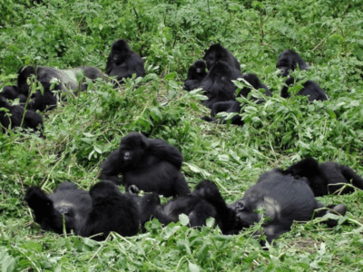 Pembury Tours-Rwanda-Gorillas