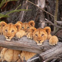 Pembury Tours - Tree Tops Safari Lodge - Lalibela Game Reserve - Eastern Cape - Game Drive - Game Viewing - Lion Cubs