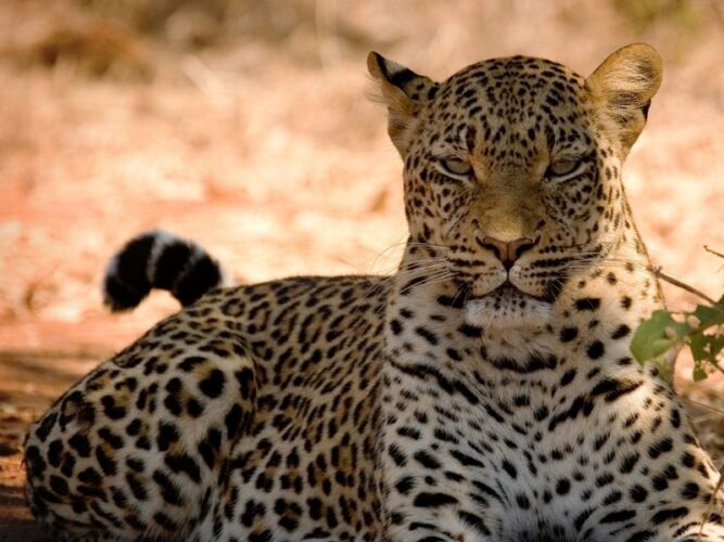Pembury Tours - Chobe National Park - Game Viewing - Game Drives - Leopard